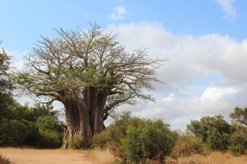 Affenbrotbaum / Baobab / Adansonia digitata