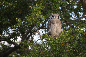 Milchuhu / Verreaux's eagle-owl  / Bubo lacteus.