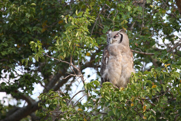 Milchuhu / Verreaux's eagle-owl  / Bubo lacteus.