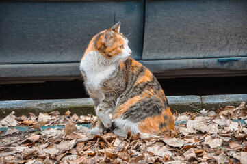 Tricolor cat. A beautiful cat is sitting on the street.