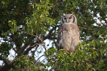 Milchuhu / Verreaux's eagle-owl  / Bubo lacteus.