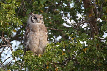 Milchuhu / Verreaux's eagle-owl  / Bubo lacteus.