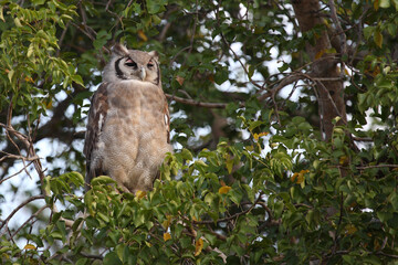 Milchuhu / Verreaux's eagle-owl  / Bubo lacteus.