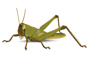 grasshopper on white background vector design