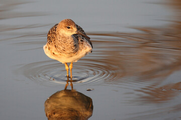 Kampfläufer / Ruff / Calidris pugnax