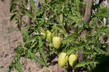 Green tomato horizontal photography, unripe tomato fruit