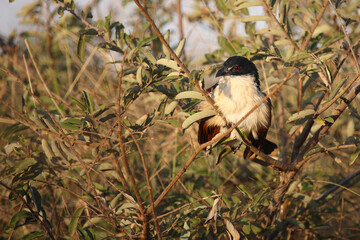 Tiputip / Burchell's coucal / Centropus superciliosus.