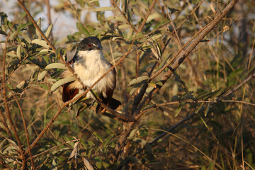 Tiputip / Burchell's coucal / Centropus superciliosus.