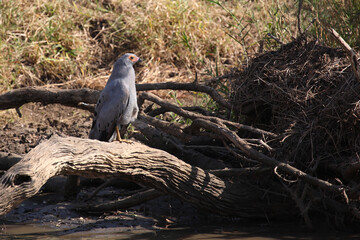 Graubürzel-Singhabicht oder Kleiner Singhabicht / Dark chanting goshawk / Melierax metabates.