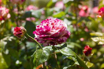 Fototapety na wymiar - Fototapeta24.pl