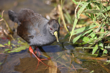 Negerralle / Black crake / Amaurornis flavirostra