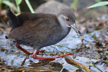 Negerralle / Black crake / Amaurornis flavirostra
