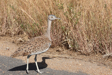 Rotschopftrappe / Red-crested korhaan / Lophotis ruficrista
