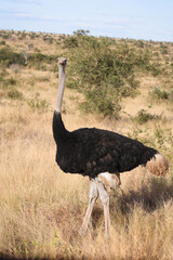 Naklejka premium Strauß / Ostrich / Struthio camelus