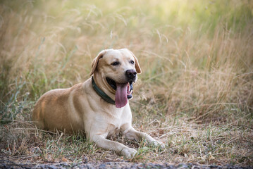 Adorable Labrador retriever dog resting in the park