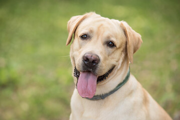 Closeup photo of a labrador dog - 522511543