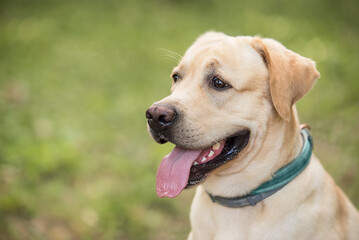 Closeup photo of a labrador dog