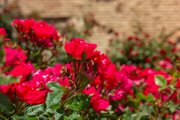 Fototapeta na wymiar Fragrant red roses growing in a roses garden, rosarium against brick wall. Floral landscape with elegant fragrant flowers. Floral postcard. Gardening, horticulture, growing and plants care outdoors.
