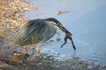 Mangrovenreiher / Green-backed heron / Butorides striatus...Grasfrosch / European common frog / Rana temporaria