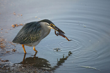 Mangrovenreiher / Green-backed heron / Butorides striatus...Grasfrosch / European common frog / Rana temporaria