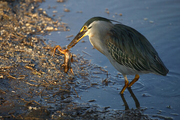 Mangrovenreiher / Green-backed heron / Butorides striatus...Grasfrosch / European common frog /...