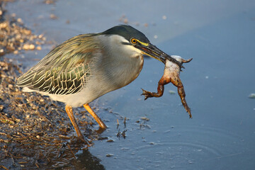 Mangrovenreiher / Green-backed heron / Butorides striatus...Grasfrosch / European common frog / Rana temporaria