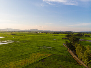 Fototapeta na wymiar Green paddy rice plantation field against blue sky cloud sunset light