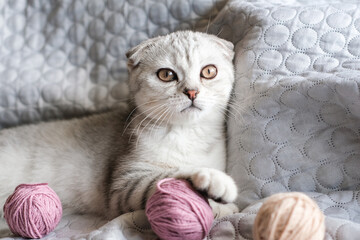 A cute tabby kitten sits with skeins of thread on the sofa. Cute scottish fold kitten and balls of yarn