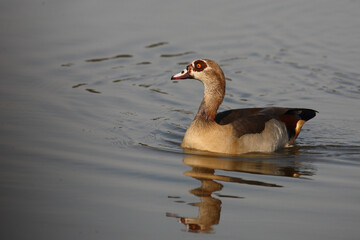 Nilgans / Egyptian goose / Alopochen aegyptiacus..