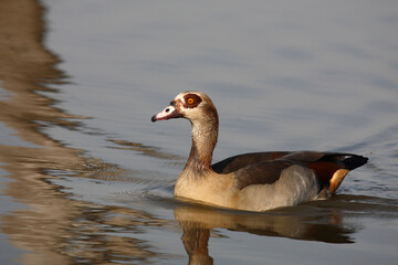 Nilgans / Egyptian goose / Alopochen aegyptiacus..