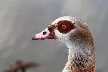 Nilgans / Egyptian goose / Alopochen aegyptiacus..