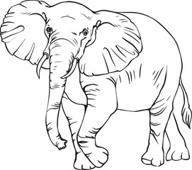 Elephant vector black and white image for coloring books