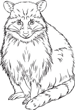Raccoon vector black and white image for coloring books