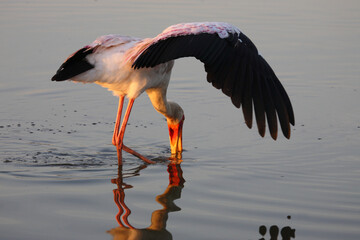 Nimmersatt / Yellow-billed stork / Mycteria ibis