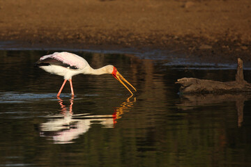 Nimmersatt / Yellow-billed stork / Mycteria ibis
