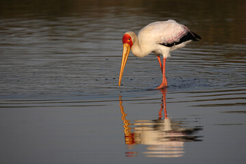 Nimmersatt / Yellow-billed stork / Mycteria ibis