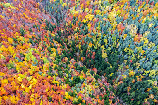 Autumn forest with colorful trees