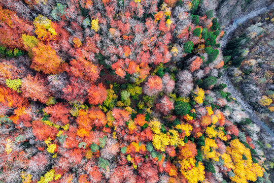 Autumn forest with colorful trees