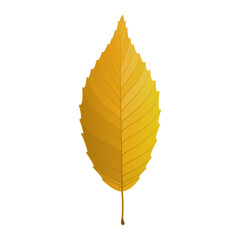 Vector illustration of an autumn yellow leaf isolated on background.