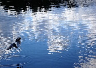 A seagull bird flying over a beautiful lake with light reflections in the mirror like surface