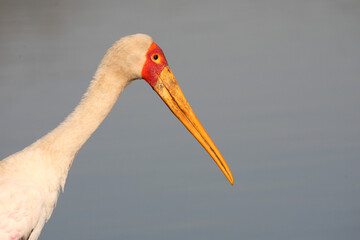 Nimmersatt / Yellow-billed stork / Mycteria ibis