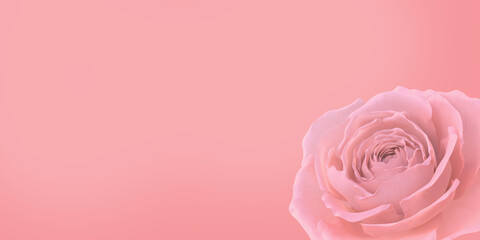 Fototapeta na wymiar 3d rose on apink background.3drendering
