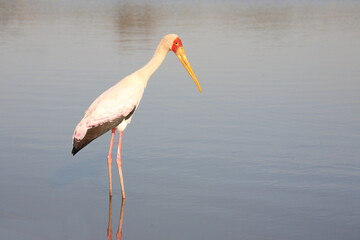 Nimmersatt / Yellow-billed stork / Mycteria ibis