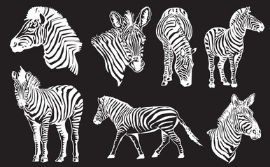 Vector big set of zabras on black isolated,graphical illustration, savanna animal