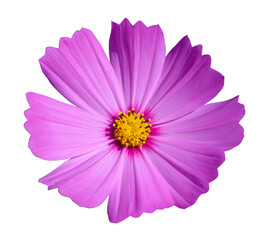 Pink cosmos flowers blooming isolated on the white background, clipping path