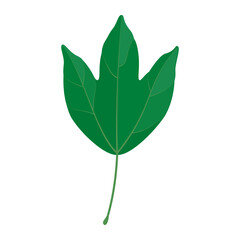 Vector illustration of a trident maple leaf isolated on background.