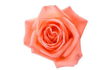 Top view of pink rose isolated on white background with clipping path