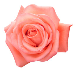 Top view of pink rose isolated on white background with clipping path