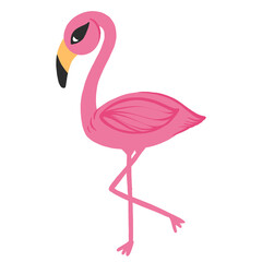 Flamingo, pink flamingo