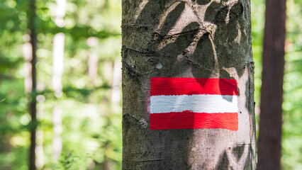 Flagge Österreichs frisch auf einen baum gemalt im Wald und von interressanten Blattschatten...
